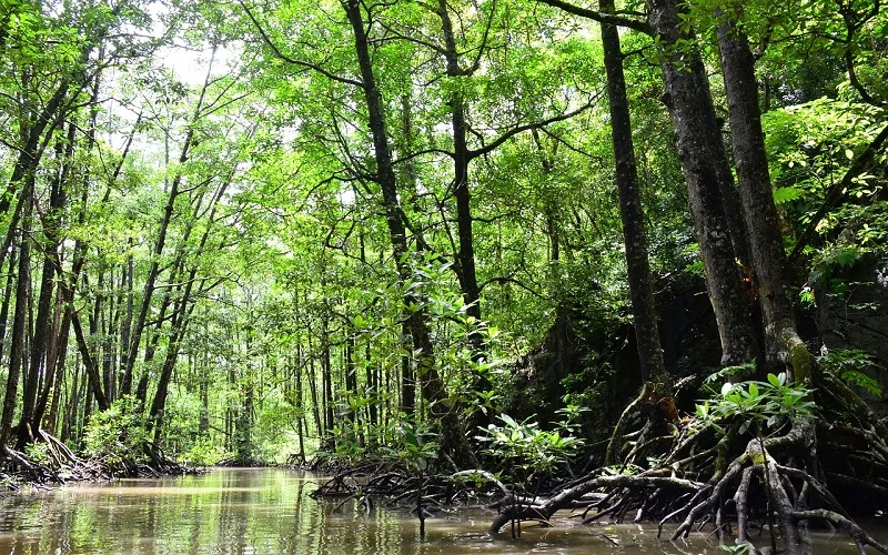 palawan water river mangrove jungle